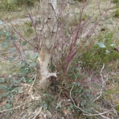 Perga sp. (genus) at Boro, NSW - suppressed