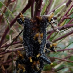 Perga sp. (genus) at Boro, NSW - suppressed