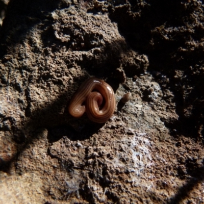 Fletchamia quinquelineata (Five-striped flatworm) at Boro - 21 Jul 2021 by Paul4K