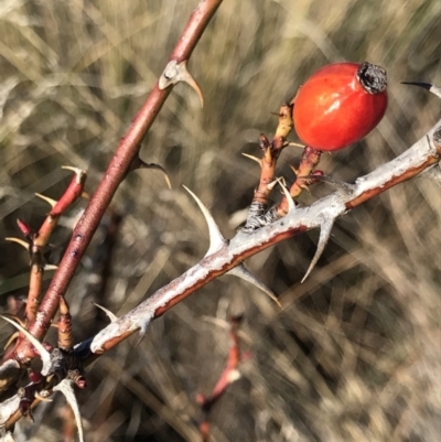 Rosa sp. (A Wild Rose) at Mount Clear, ACT - 30 May 2021 by MattFox