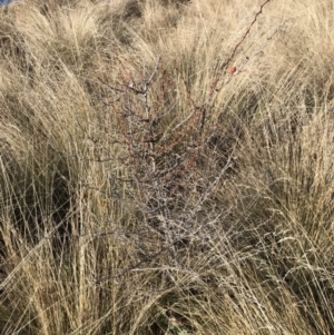 Rosa sp. at Mount Clear, ACT - 30 May 2021