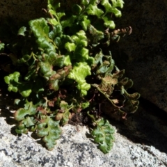 Pleurosorus rutifolius (Blanket Fern) at Boro, NSW - 21 Jul 2021 by Paul4K