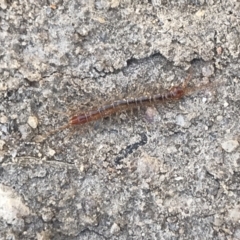 Lithobiomorpha (order) (Unidentified stone centipede) at Namadgi National Park - 30 May 2021 by MattFox