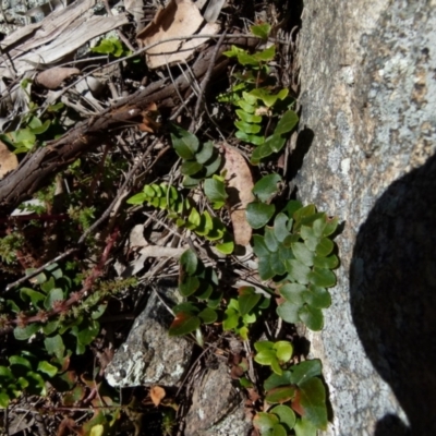 Pellaea calidirupium (Hot Rock Fern) at Boro, NSW - 21 Jul 2021 by Paul4K