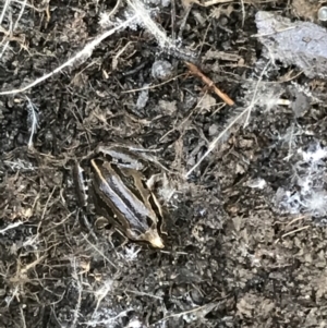 Limnodynastes peronii at O'Connor, ACT - 24 Jul 2021