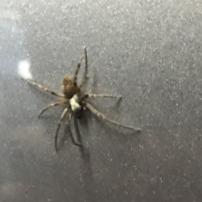 Badumna sp. (genus) (Lattice-web spider) at Cook, ACT - 1 Jun 2021 by MattFox