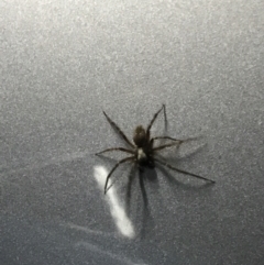 Badumna (genus) at Cook, ACT - 1 Jun 2021 09:15 PM