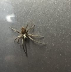 Badumna (genus) at Cook, ACT - 1 Jun 2021 09:15 PM