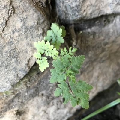 Cheilanthes sp. (Rock Fern) at Cook, ACT - 24 Jul 2021 by MattFox