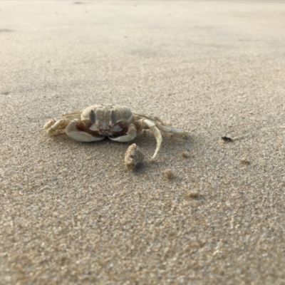 Ocypode cordimana (Smooth-Handed Ghost Crab) at Broulee, NSW - 14 Jul 2020 by MattFox