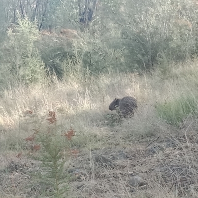 Vombatus ursinus (Common wombat, Bare-nosed Wombat) at Tuggeranong DC, ACT - 4 May 2021 by alexnewman