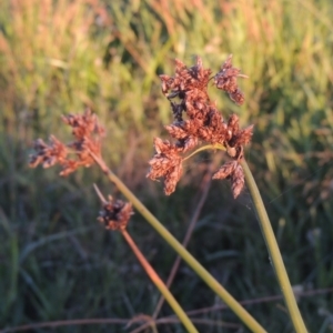 Schoenoplectus validus at Isabella Plains, ACT - 4 Apr 2021