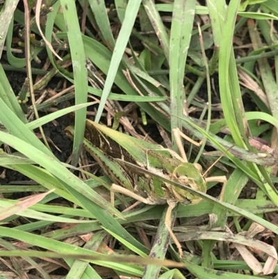 Gastrimargus musicus (Yellow-winged Locust or Grasshopper) at Bingie, NSW - 24 Jul 2021 by MattFox