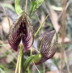 Cryptostylis erecta (Bonnet Orchid) at Congo, NSW - 24 Jul 2021 by MattFox