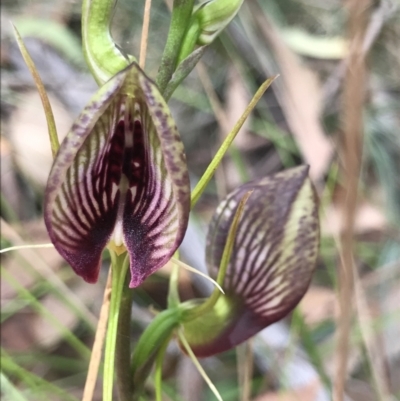Cryptostylis erecta (Bonnet Orchid) at Congo, NSW - 24 Jul 2021 by MattFox