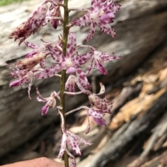 Dipodium variegatum (Blotched Hyacinth Orchid) at Congo, NSW - 24 Jul 2021 by MattFox