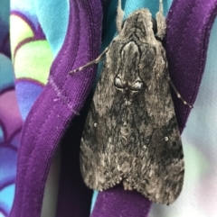 Agrius godarti (Godart's Hawk Moth) at Broulee, NSW - 24 Jul 2021 by MattFox