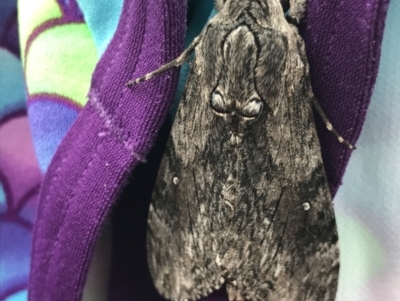 Agrius godarti (Godart's Hawk Moth) at Broulee, NSW - 24 Jul 2021 by MattFox