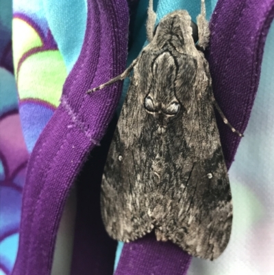 Agrius godarti (Godart's Hawk Moth) at Broulee, NSW - 24 Jul 2021 by MattFox