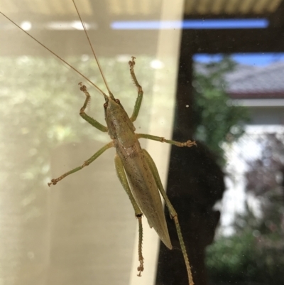 Austrosalomona sp. (genus) (Coastal katydid or Spine-headed katydid) at Broulee, NSW - 24 Jul 2021 by MattFox