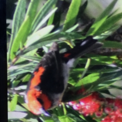 Myzomela sanguinolenta (Scarlet Honeyeater) at Broulee, NSW - 24 Jul 2021 by MattFox