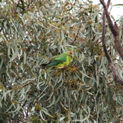 Polytelis swainsonii (Superb Parrot) at Throsby, ACT - 23 Jul 2021 by davobj