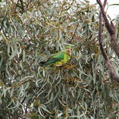 Polytelis swainsonii (Superb Parrot) at Throsby, ACT - 23 Jul 2021 by davobj