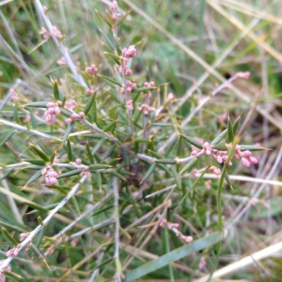 Lissanthe strigosa subsp. subulata (Peach Heath) at Gundaroo, NSW - 24 Jul 2021 by MaartjeSevenster