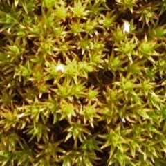 Orthotrichum sp. at Gossan Hill - 18 Jul 2020 by JanetRussell