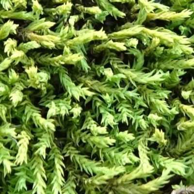 Triquetrella (A trailing moss) at Bruce Ridge to Gossan Hill - 18 Jul 2020 by JanetRussell