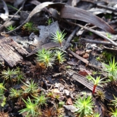 Polytrichaceae sp. (family) (A moss) at Gossan Hill - 18 Jul 2020 by JanetRussell