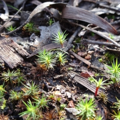 Polytrichaceae sp. (family) (A moss) at Bruce, ACT - 18 Jul 2020 by JanetRussell