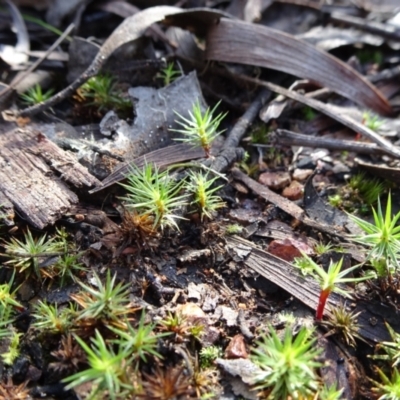 Polytrichaceae sp. (family) (A moss) at Gossan Hill - 18 Jul 2020 by JanetRussell