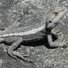 Amphibolurus muricatus (Jacky Lizard) at Blue Mountains National Park, NSW - 5 Dec 2006 by PatrickCampbell