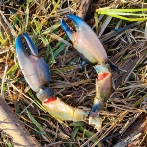 Cherax destructor at O'Malley, ACT - 18 Jul 2021 03:25 PM