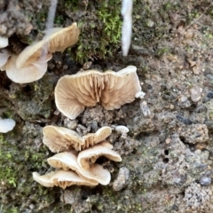 zz Agaric (stemless) at Fadden, ACT - 21 Jul 2021 by AnneG1