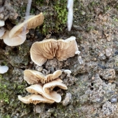 Unidentified Cap, gills below, no stem & usually on wood [stemless mushrooms & the like] at Wanniassa Hill - 21 Jul 2021 by AnneG1