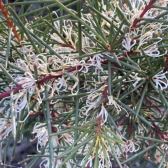 Hakea decurrens subsp. decurrens (Bushy Needlewood) at Fadden, ACT - 21 Jul 2021 by AnneG1