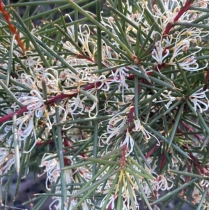 Hakea decurrens subsp. decurrens at Fadden, ACT - 21 Jul 2021