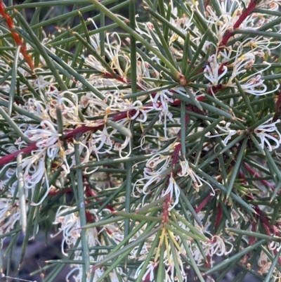 Hakea decurrens subsp. decurrens (Bushy Needlewood) at Wanniassa Hill - 21 Jul 2021 by AnneG1