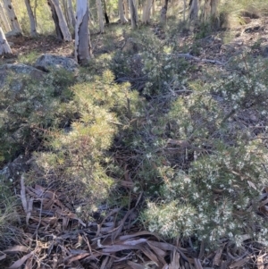 Hakea decurrens subsp. decurrens at Fadden, ACT - 21 Jul 2021