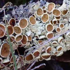 Parmeliaceae (family) (A lichen family) at Fadden, ACT - 21 Jul 2021 by AnneG1