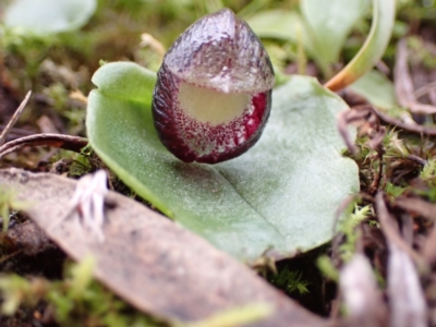 Corysanthes incurva (Slaty Helmet Orchid) by AnneG1