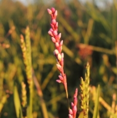 Persicaria decipiens (Slender Knotweed) at Upper Stranger Pond - 4 Apr 2021 by MichaelBedingfield