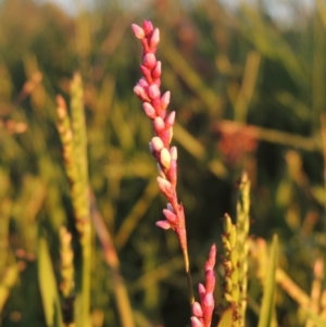 Persicaria decipiens at Isabella Plains, ACT - 4 Apr 2021