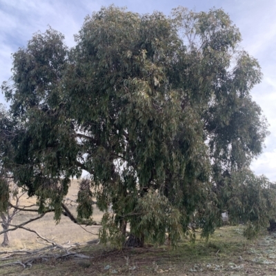 Eucalyptus dives (Broad-leaved Peppermint) at Corrowong, NSW - 22 Jul 2021 by BlackFlat