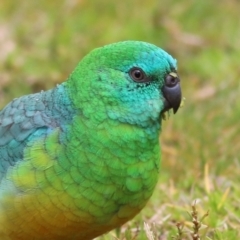 Psephotus haematonotus (Red-rumped Parrot) at Wodonga, VIC - 25 Jul 2021 by Kyliegw