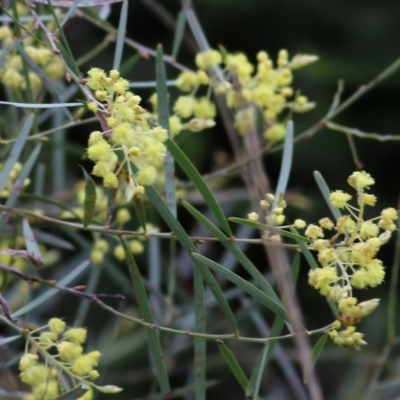 Acacia iteaphylla (Flinders Range Wattle) at Wodonga, VIC - 25 Jul 2021 by Kyliegw