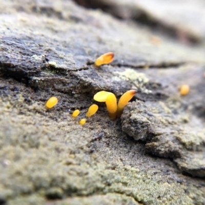 Calocera sp. (A stagshorn fungus) at Lake Ginninderra - 25 Jul 2021 by Nikki