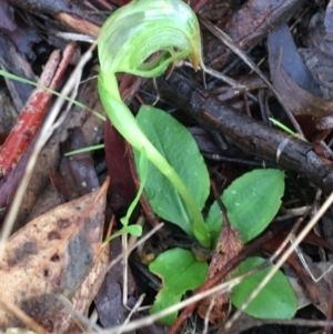 Pterostylis nutans at Acton, ACT - 25 Jul 2021